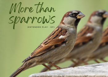 Solomon Johnson O. Unveils Inspirational EP ‘More Than Sparrows’